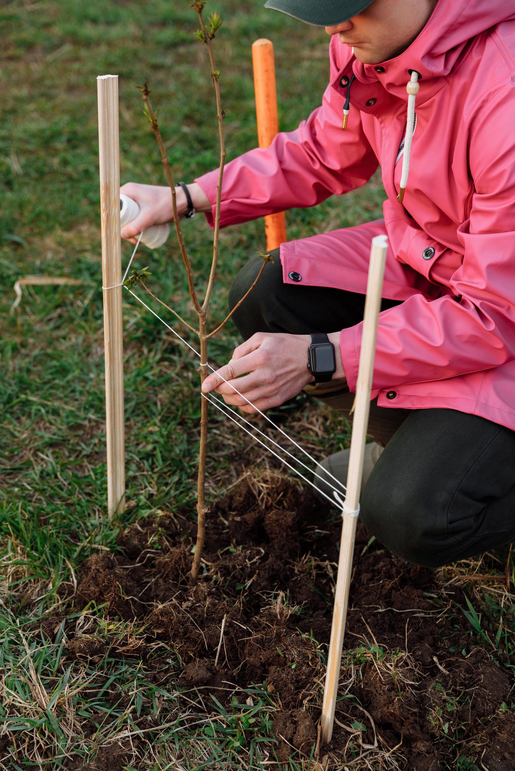 A volunteer uses string to stake a newly planted tree